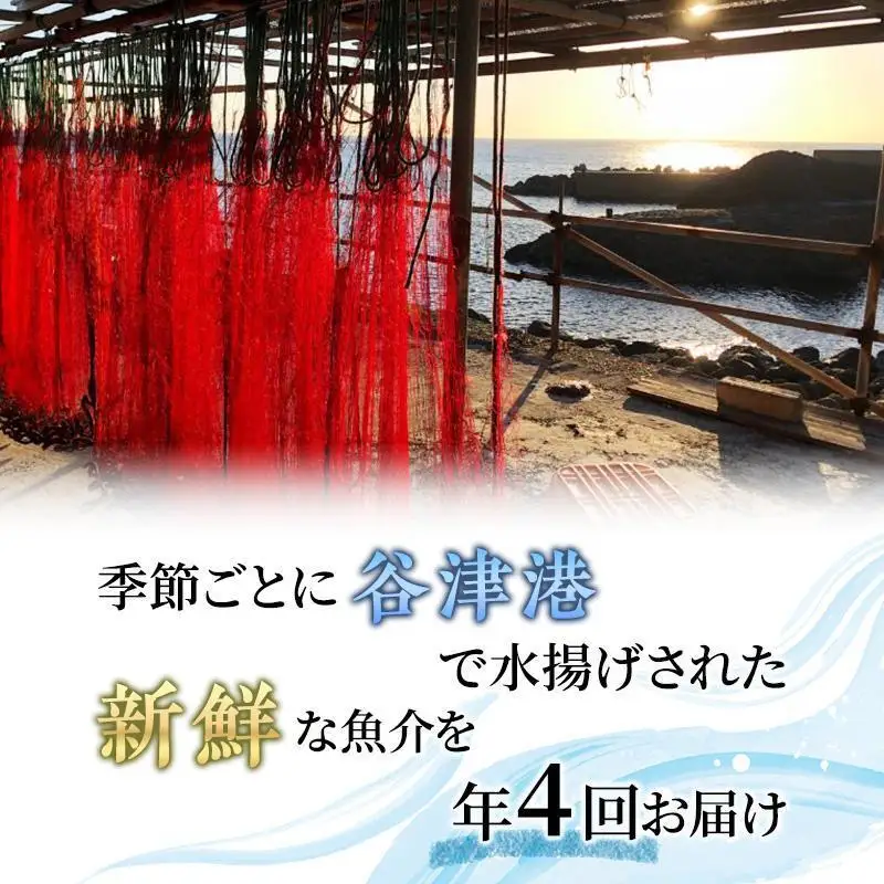 海鮮セット 年4回 定期便 アワビ 伊勢海老 刺身 海鮮セット