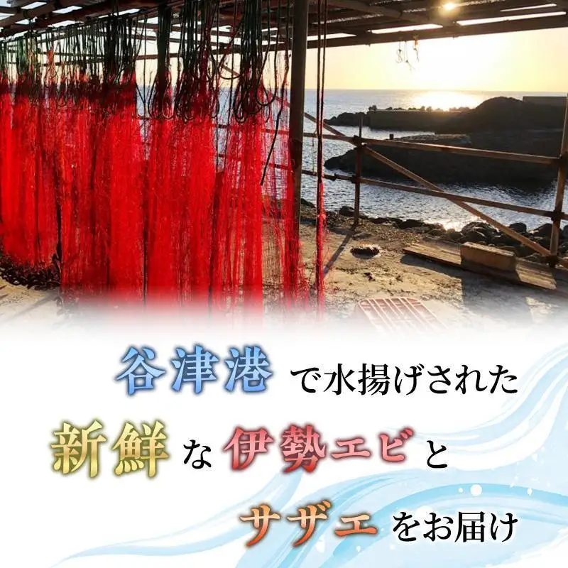 海鮮セット 活伊勢海老 サザエ Bセット 2〜15匹 海鮮セット