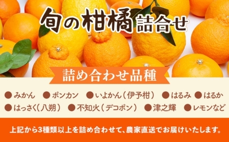 柑橘詰合せ1kg+250g 家庭用 ◇ | 柑橘 みかん