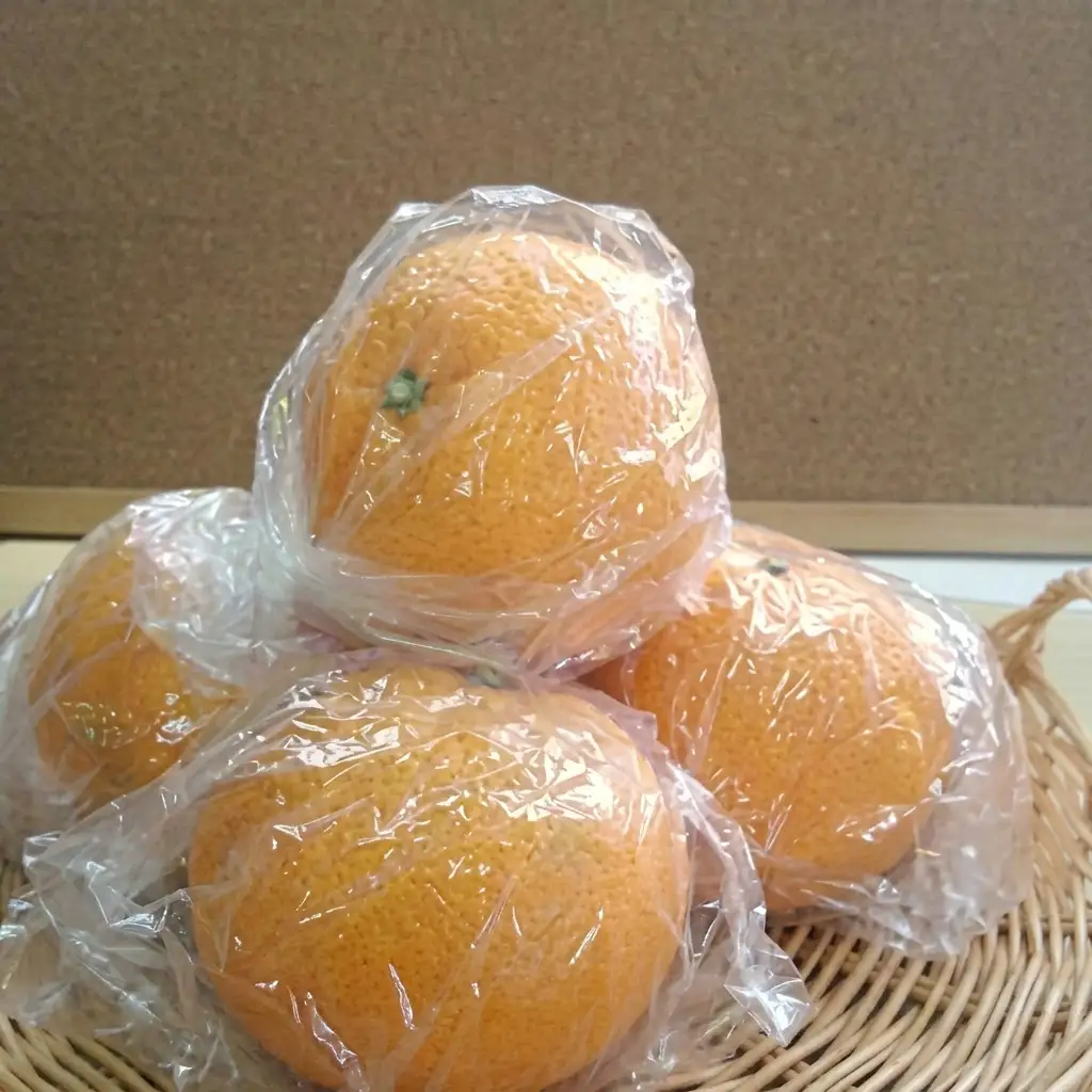 甘夏柑 低温貯蔵 柑橘 フルーツ 甘夏柑【約3kg】【先行予約】