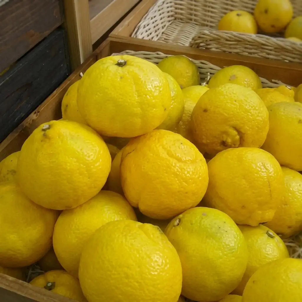 はるか 約3kg 果物類 柑橘類 フルーツ みかん ミカン