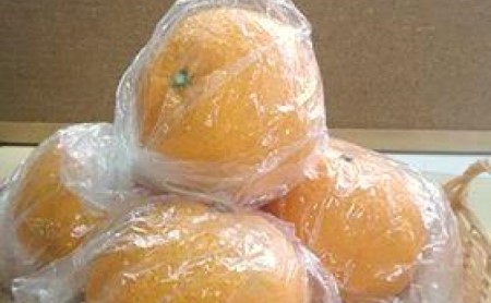 低温貯蔵 甘夏柑 約5kg 果物類 柑橘類 フルーツ みかん ミカン