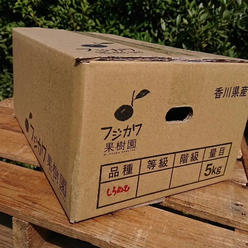 低温貯蔵ハウス不知火　約5kg 果物類 柑橘類 柑橘 フルーツ みかん ミカン