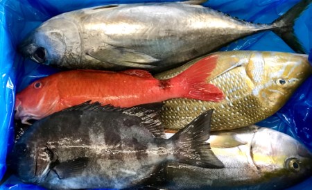詰合せセットB 海鮮 新鮮土佐魚 海鮮