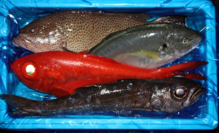 詰合せセットD 海鮮 新鮮土佐魚 海鮮