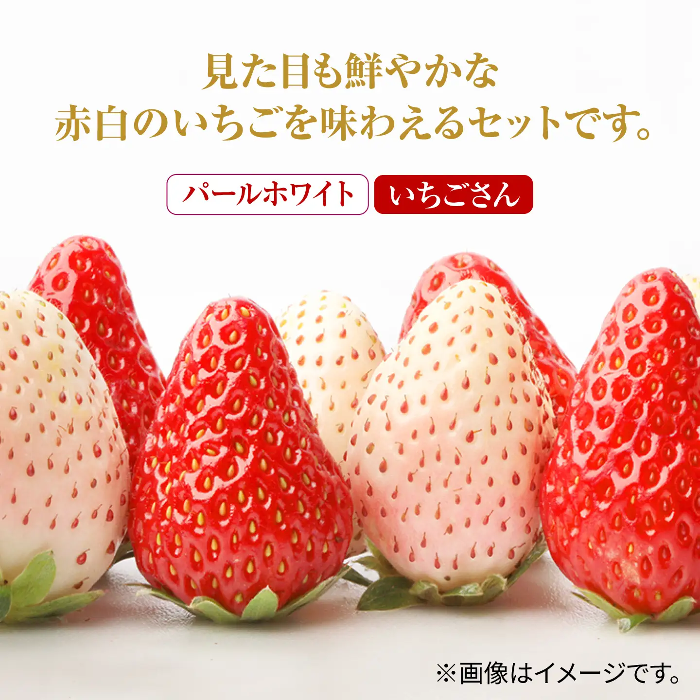 【先行予約 2027年1月～発送】赤白いちご「いちごさん」240g＆「パールホワイト」220gセット / いちご IBG002