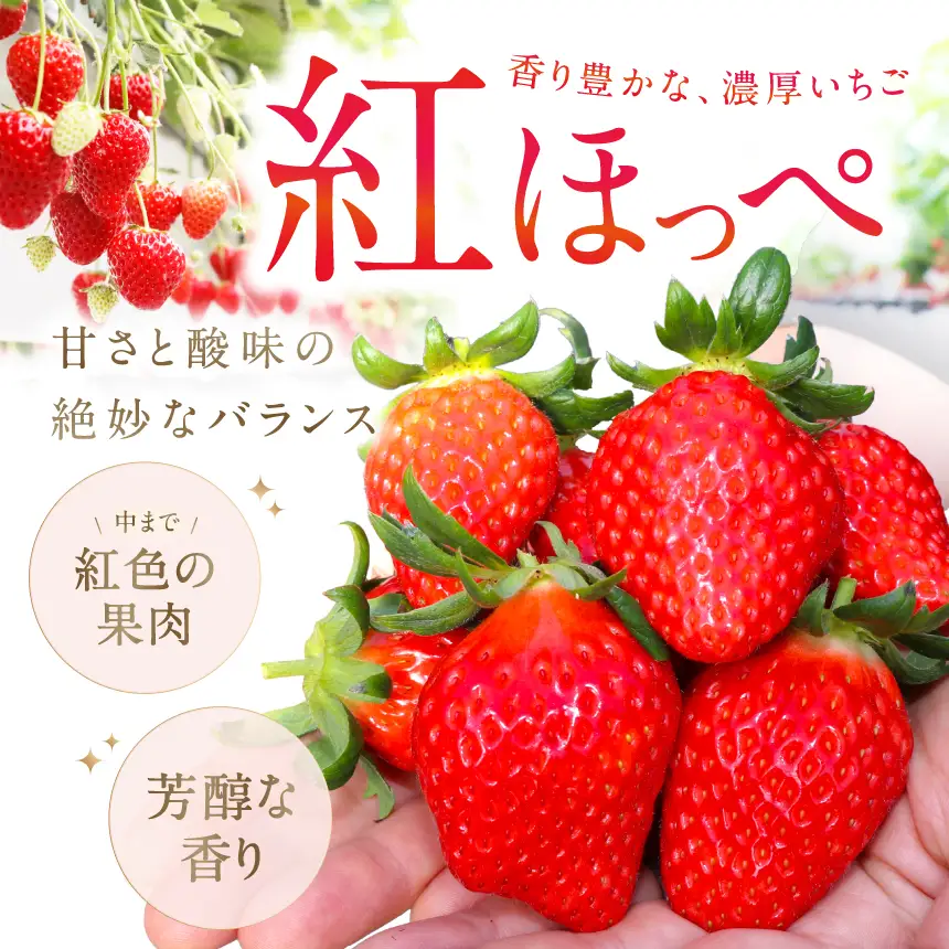 【先行予約/数量限定】新鮮大粒いちご！伊豆紅ほっぺ厳選（約400g×2パック）
