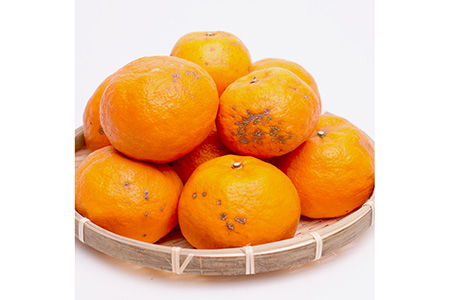 ＜4月より発送＞家庭用 カラマンダリン1kg+250g（傷み補償分）◇【南津海・なつみ】【希少な春柑橘】【わけあり・訳あり】【みかんと同じように食べられます】