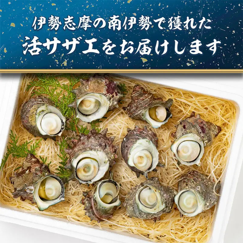 活きサザエ Aコース 1kg（8～12ヶ入り）山金商店 サザエ