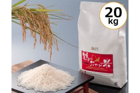 令和8年産 こしひかり 20kg 10kg×2袋 こしひかり 米 お米