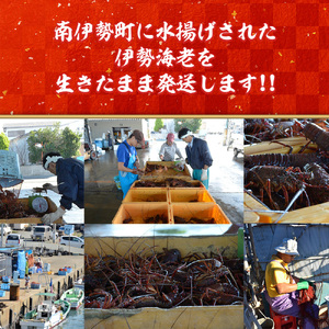 【活伊勢海老】伊勢海老 約800～850g 3～4尾 