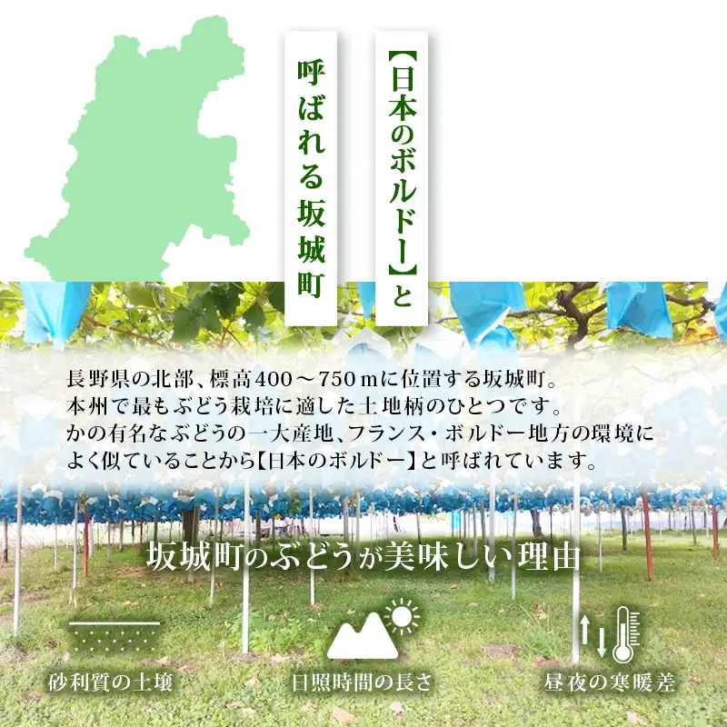 【11・12月発送】富山葡萄園の冷蔵シャインマスカット 2kg以上（3-4房）長野 信州 坂城 産地直送※配送不可エリアあり※ 果物類 ぶどう ブドウ フルーツ 