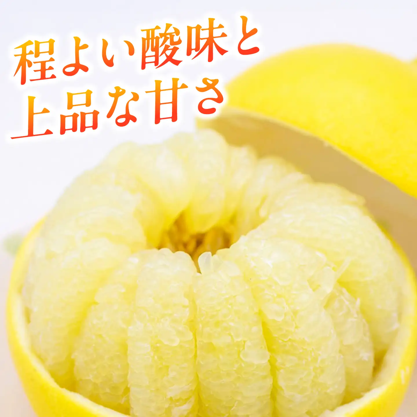 土佐文旦 9.5kg (2L～4L) 文旦 BQAH002