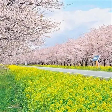 大潟村産あきたこまち　精米10kg  大潟村カントリーエレベーター公社　 【配送不可地域：離島・沖縄県】【1107607】