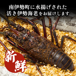 活き 伊勢海老 4～6尾  約1.5kg 伊勢海老