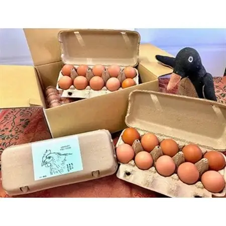 ファームモチツモタレツの平飼い自然有精卵40個_卵・乳製品 卵  たまご タマゴ 玉子_【配送不可地域：離島】【1206335】