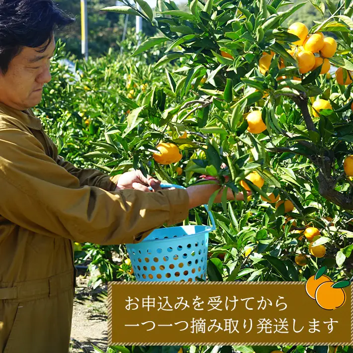 温州みかん　5kg　サイズ色々Ｓ・Ｍ・Ｌミックス
