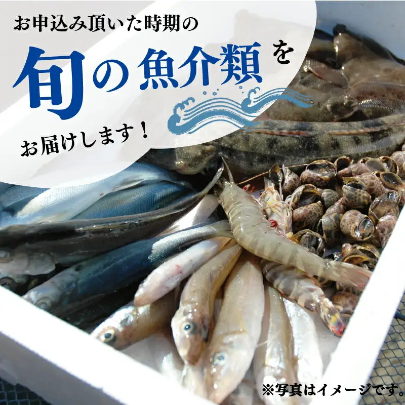 伊勢湾産 海産物セット 魚 貝 干物 海藻 新鮮 詰め合わせ セット 海鮮 海産 直送 海 漁師 おまかせ 旬 季節 お楽しみ K5
