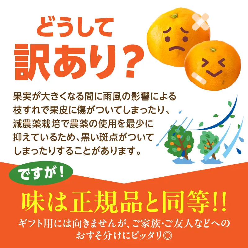 訳あり 数量限定 海藻木酢みかん 計 10kg 以上 傷み補償分入り フルーツ 果物_BBV4-25