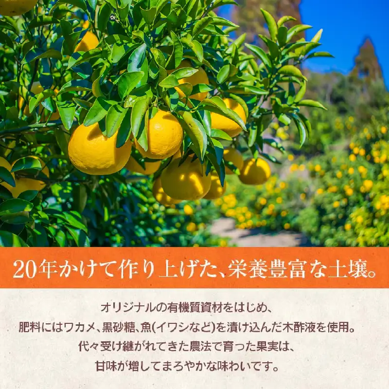 先行予約 訳あり 海藻木酢 日向夏 小夏 計8kg以上 傷み補償分入り_BB179-26