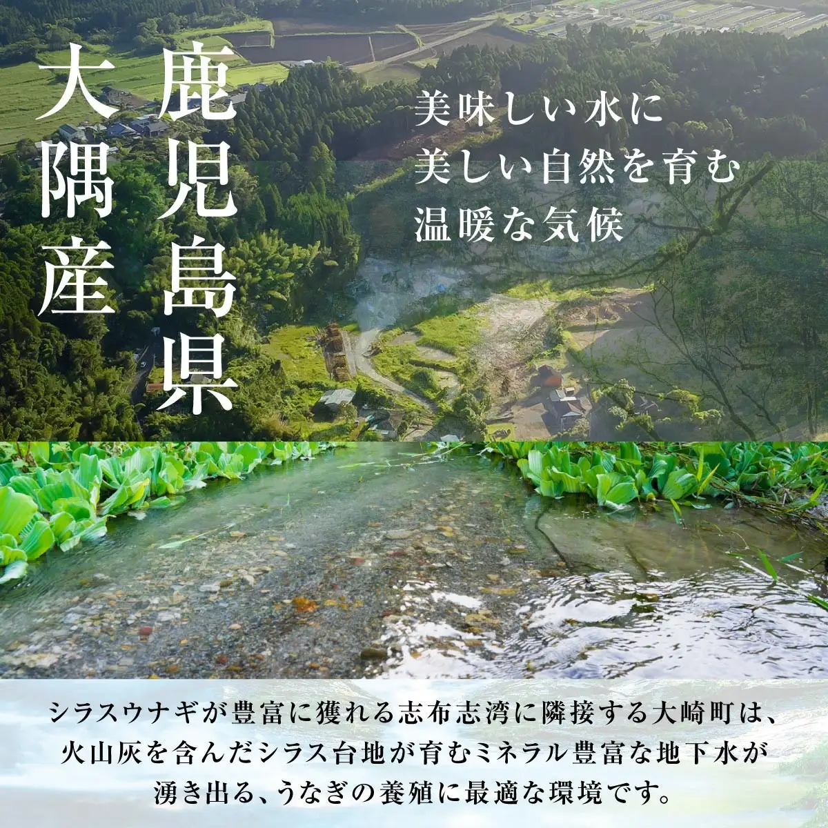 国産 鹿児島県産 うなぎ 長蒲焼 2尾  330g以上 ｜うなぎ 鰻　