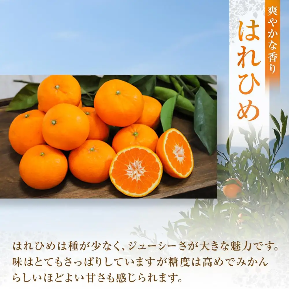 【先行予約】爽やかな香り！ はれひめ3kg ＜2026年12月下旬より発送開始＞