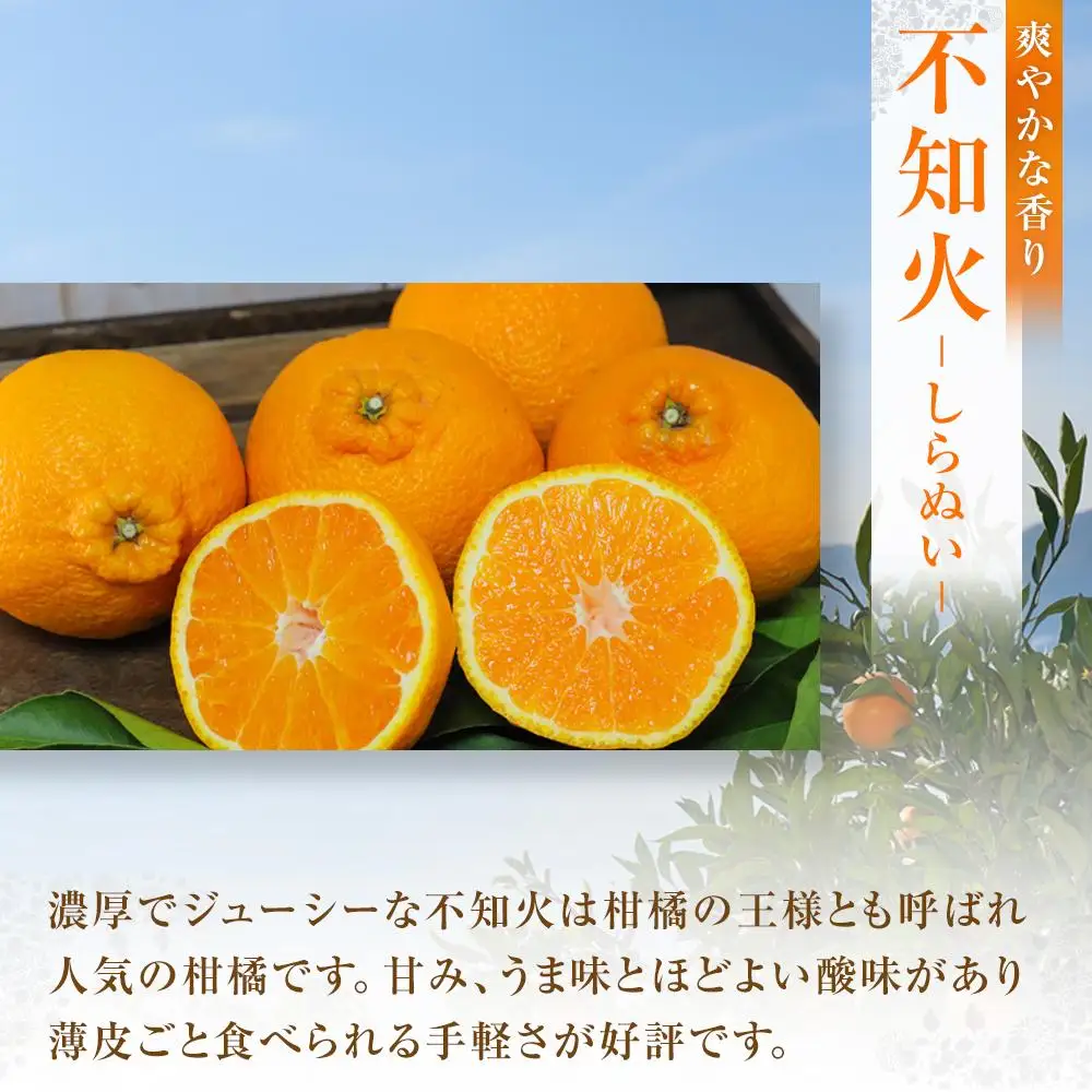 【先行予約】柑橘の王様 大玉・濃厚な不知火（しらぬい）3kg　＜2027年3月中旬より発送開始＞