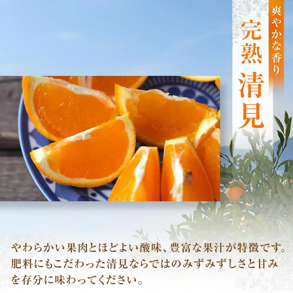 【先行予約】めっちゃジューシー 完熟清見 3kg＜2027年3月下旬より発送開始＞