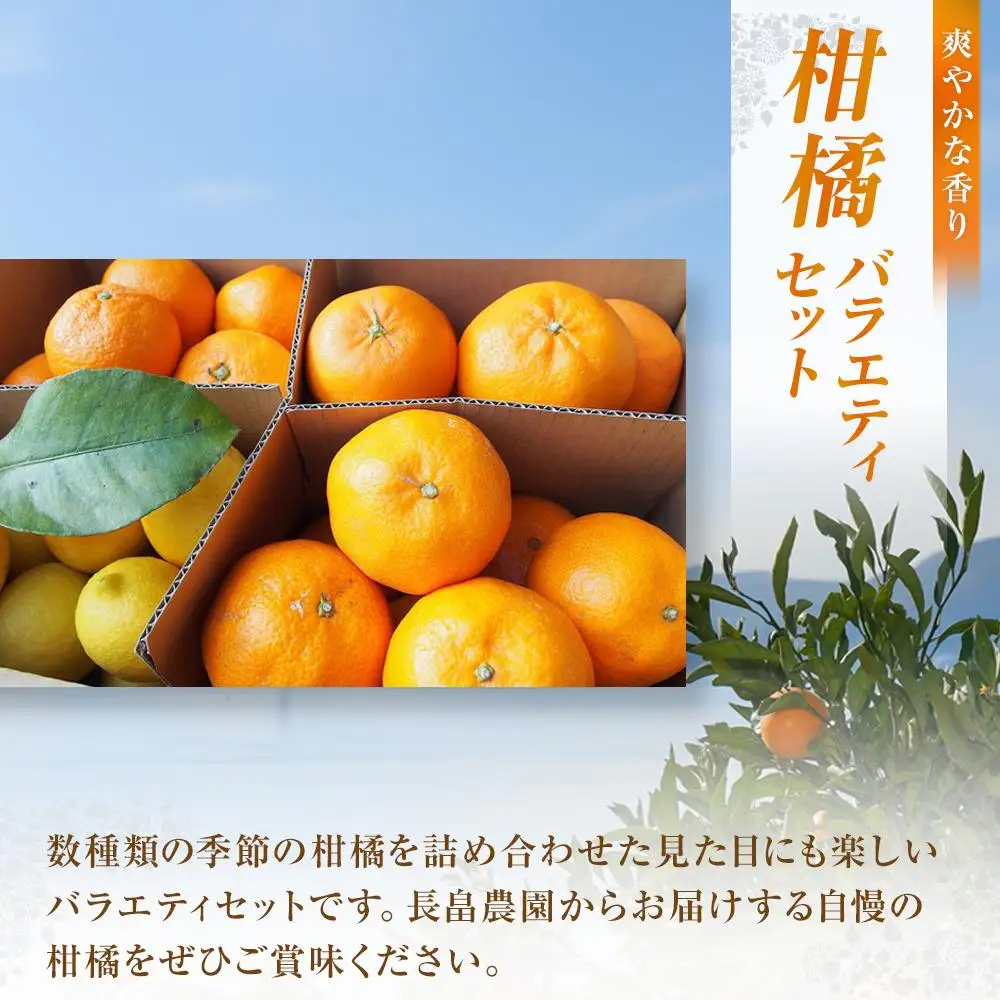 【先行予約】柑橘バラエティセット 5kg ＜2027年1月下旬より発送開始＞