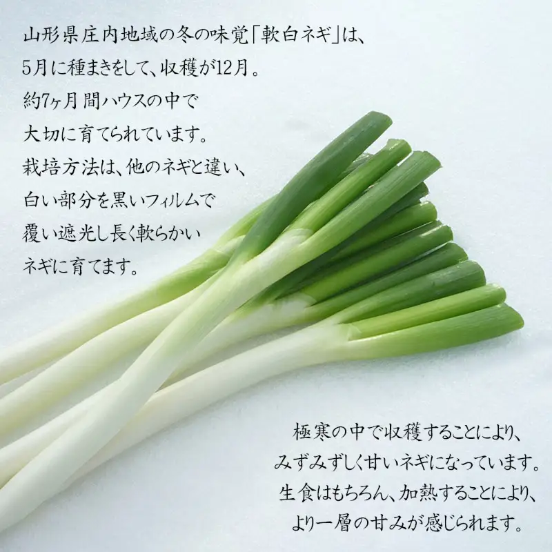 軟白ネギ 1箱(3本入り×10袋) 【令和8年12月より発送】 山形県鶴岡市産 鶴岡協同ファーム