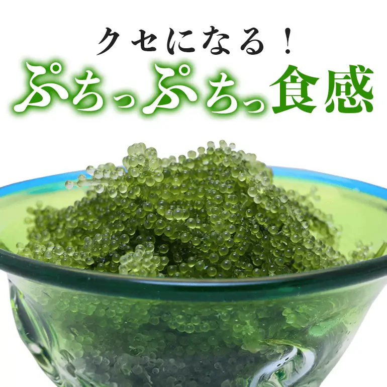 朝採れ! ぷちぷち 海ぶどう 400g 沖縄県産 海ブドウ たれ付き 無着色 沖縄 特産品 沖縄グルメ 海の宝石 海藻 海ぶどう丼 サラダ おつまみ おかず 沖縄料理 常温保存 贈答用 ギフト 産地直送 沖縄県 糸満市
