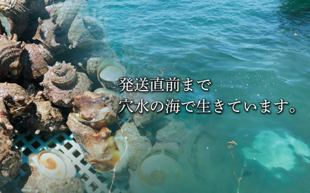 朝獲れ直送！ 活さざえ 約2kg  ～穴水湾でとれた新鮮活サザエ～|奥能登 能登半島 貝 海鮮