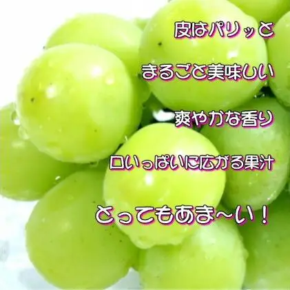 ぶどう 2026年 先行予約 シャイン マスカット 【9月上旬～順次発送分】約2kg 糖度抜群！  岡山県産 シャイマスカット