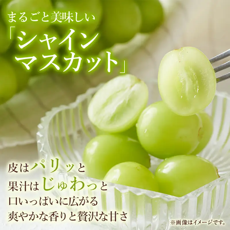 ぶどう 2026年 先行予約 ご家庭用 シャイン マスカット 約2kg 糖度抜群【9月上旬～順次発送分】 岡山県産 シャイマスカット