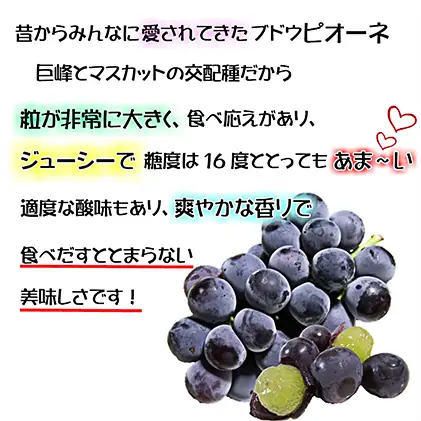 ぶどう 2026年 先行予約 ニュー ピオーネ【9月上旬～順次発送分】約2kg（2房～5房） 岡山県産 ピオーネ