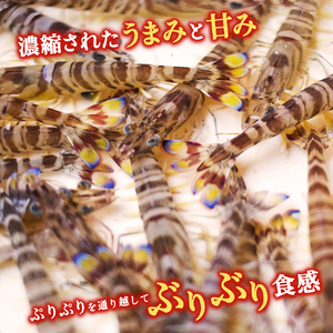 【予約受付中・8月頃より順次発送】活クルマエビ 750g　【活き発送】　※説明文をご確認ください