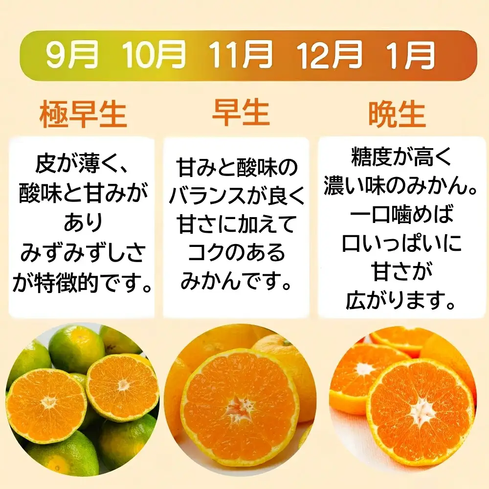 【みかん】 訳あり 温州みかん 約5kg 愛媛みかん みかん職人武田屋 愛媛県 愛南町