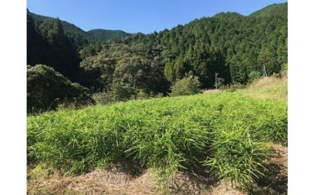 【先行受付】自然農 ひね生姜１kg（自然のままの土付き）【R00218】