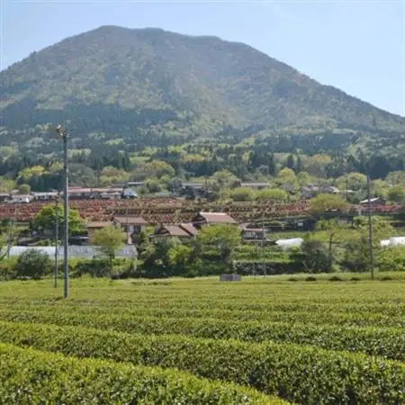 【飲み比べセット】同じ茶葉からつくる緑茶と和紅茶、生姜和紅茶の3種セット【1209340】