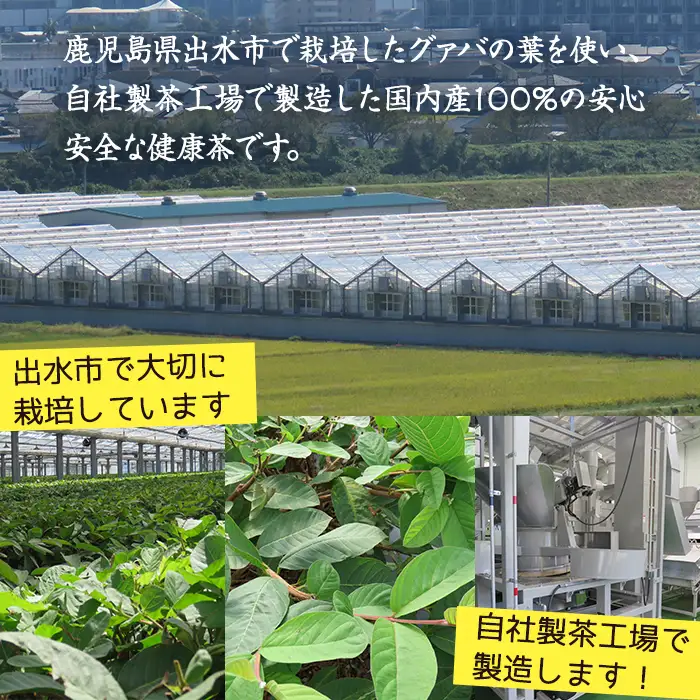 国内産100% 出水農産グァバ茶 快然王 30包×4袋 【出水酒造 izumi-syuzou】 i184