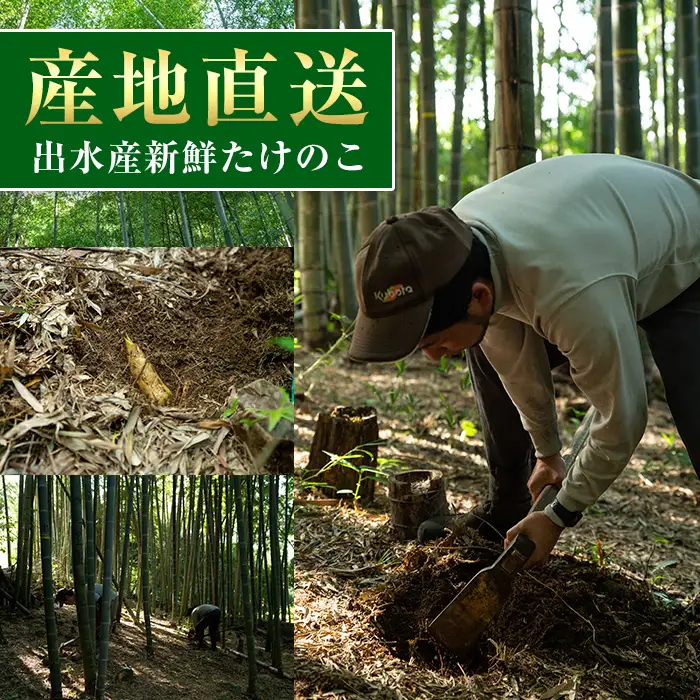 i365 ≪数量限定！先行予約受付中！2027年4月上旬～4月中旬の間に発送予定≫鹿児島県出水市産！タケノコ＜皮付き10kg＞ たけのこ 筍 タケノコ 国産 皮付き 野菜 旬 新鮮 採りたて 煮物 味噌汁 炊き込みご飯 【シンタク】