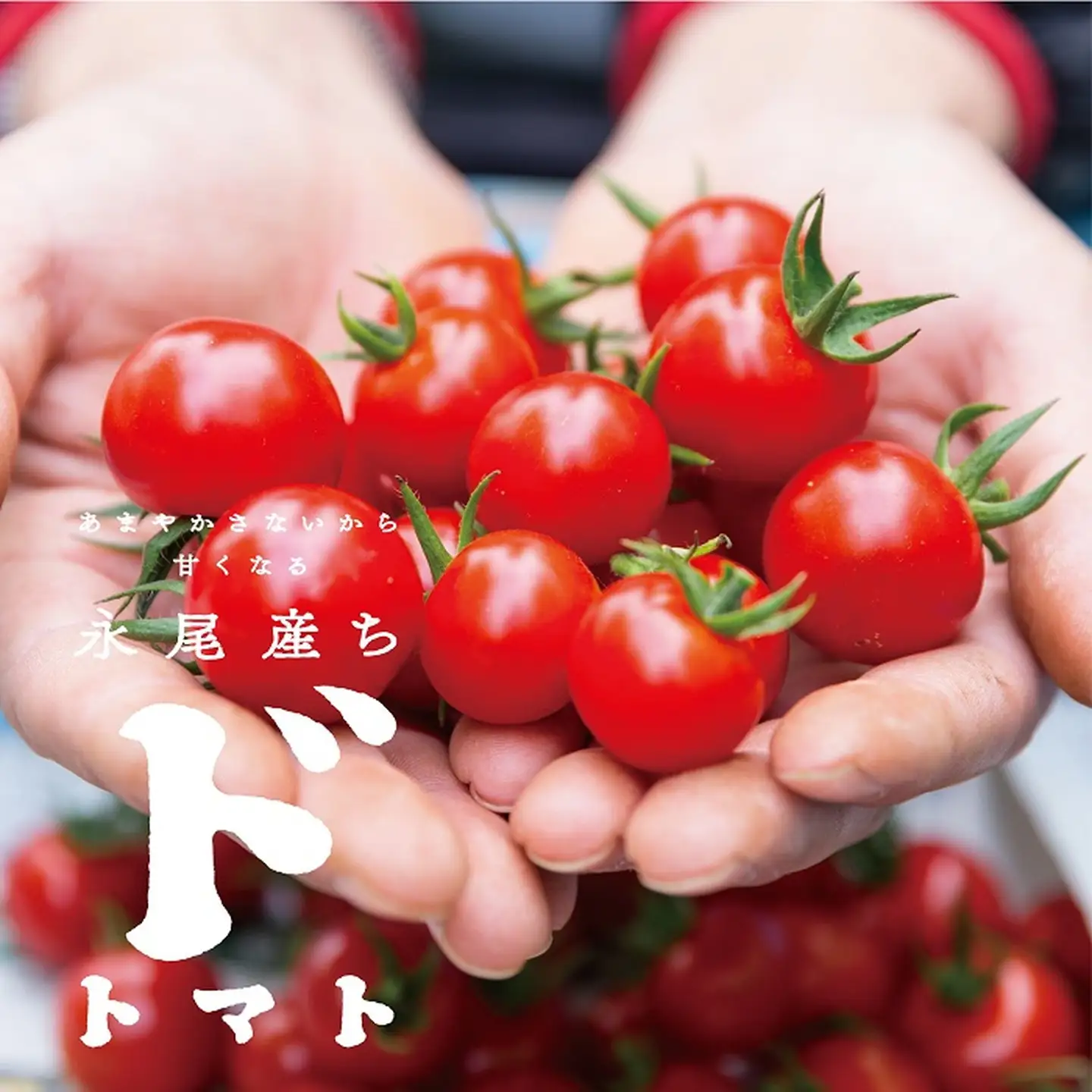 【人気】甘さとコクがド級！ドトマト1号 とまと 野菜：B140-010
