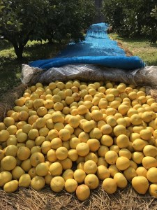 小野果樹園 文旦【家庭用】5kg（L-4L） 文旦