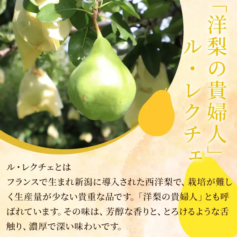 【2026年先行予約】新潟県産 西洋梨 ル・レクチェ 5~7玉  《11月下旬～12月頃発送》