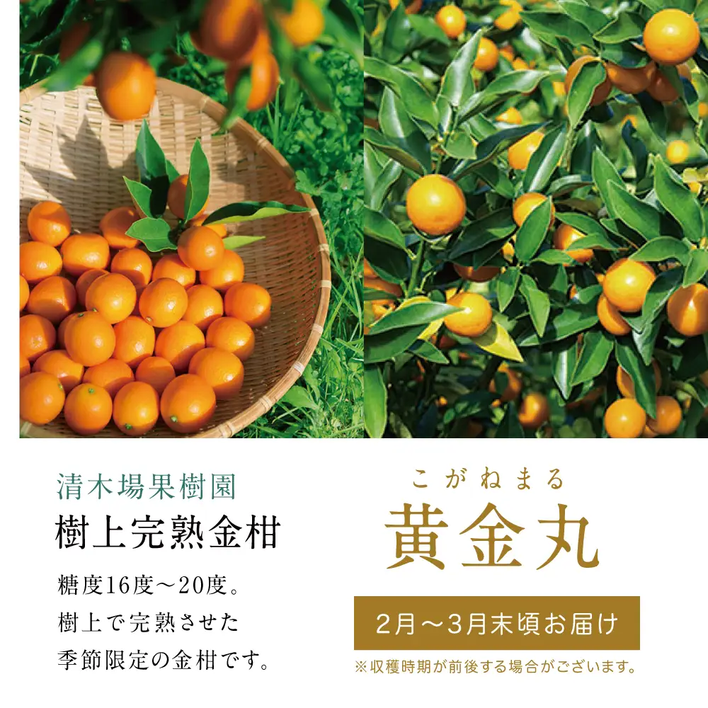 完熟 金柑 黄金丸 約2kg（L～2L） 果物 フルーツ