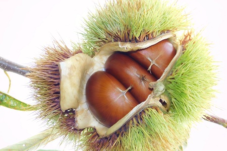 丹波栗 1kg 3L / 栗 チルド熟成