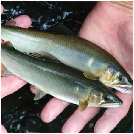 【天然】清流・高津川で獲れる天然鮎とモクズガニ[CAS冷凍]セット【配送不可地域：離島】【1212092】