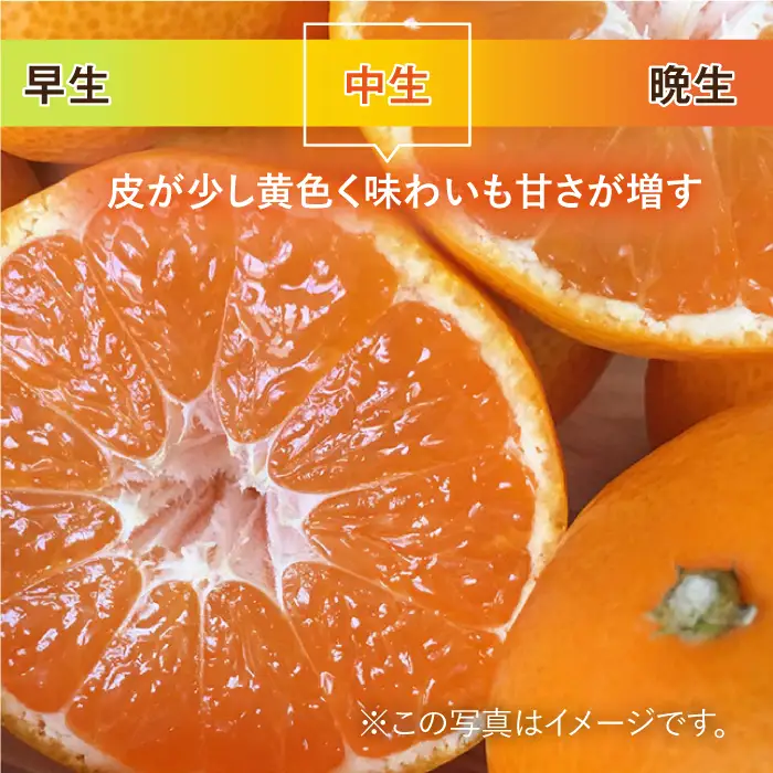 【先行予約・26年10月以降順次発送】 佐賀県産 中生みかん 5kg |みかん ミカン 蜜柑 フルーツ ふるーつ 果物 くだもの| 吉野ヶ里町/リエンサーク [FCC010]