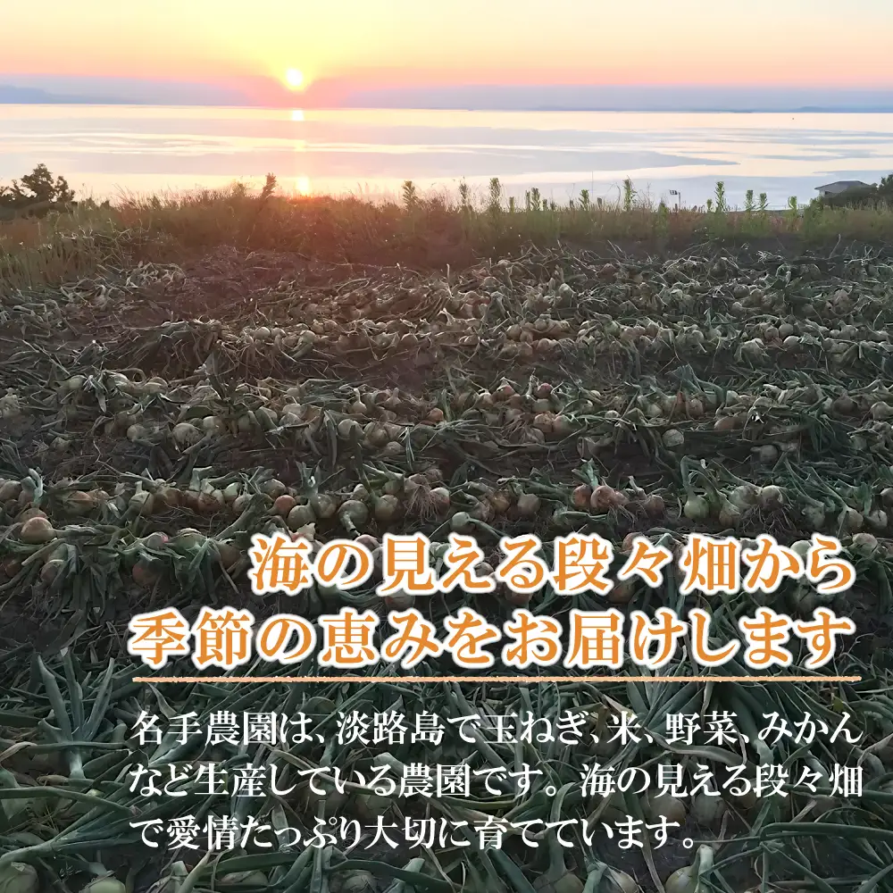 【定期便】名手農園 淡路島特産玉ねぎ10kgの12ヶ月コース 玉ねぎ