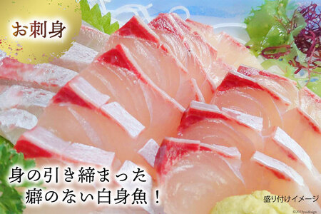 橘湾産養殖 ヒラス (ヒラマサ) 片身 約 1.75kg 処理済み 真空パック [荒木鮮魚店 長崎県 雲仙市 item2193] ひらす 個包装 パック済み
